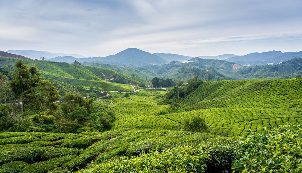 Cameron Highlands, Malaysia